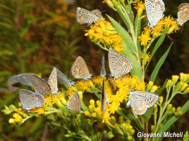 Polyommatus icarus  forever